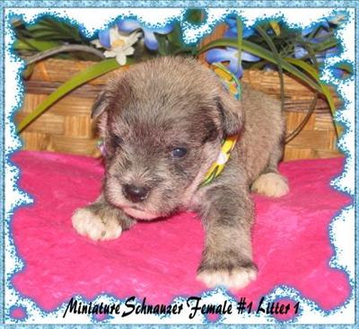 Puppies in KY